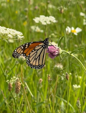 An endangered monarch butterfly on Fasulo’s farm