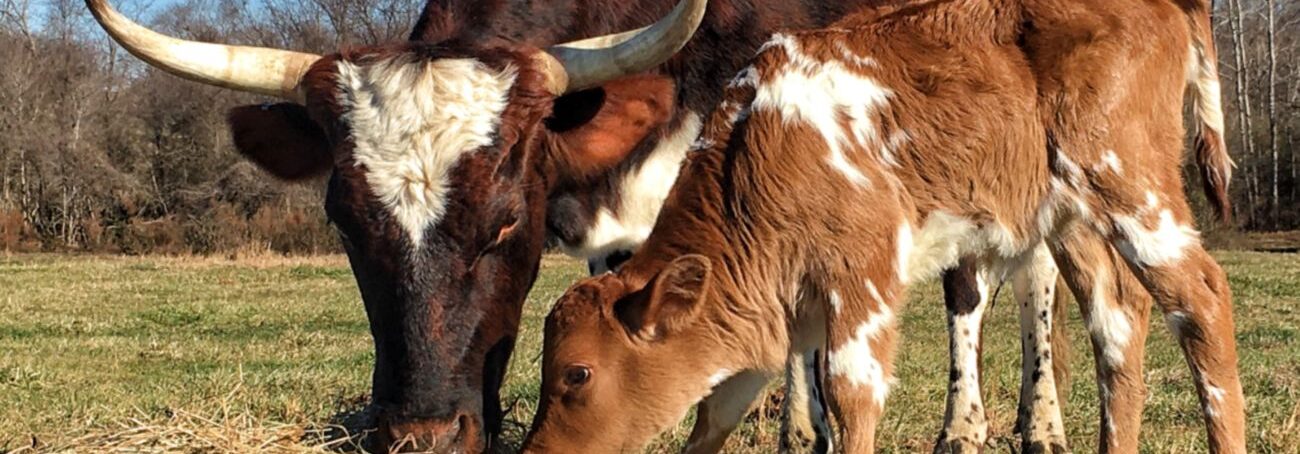 Cow and calf on a regenerative farm