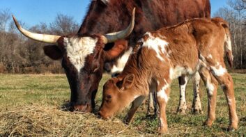 Cow and calf on a regenerative farm
