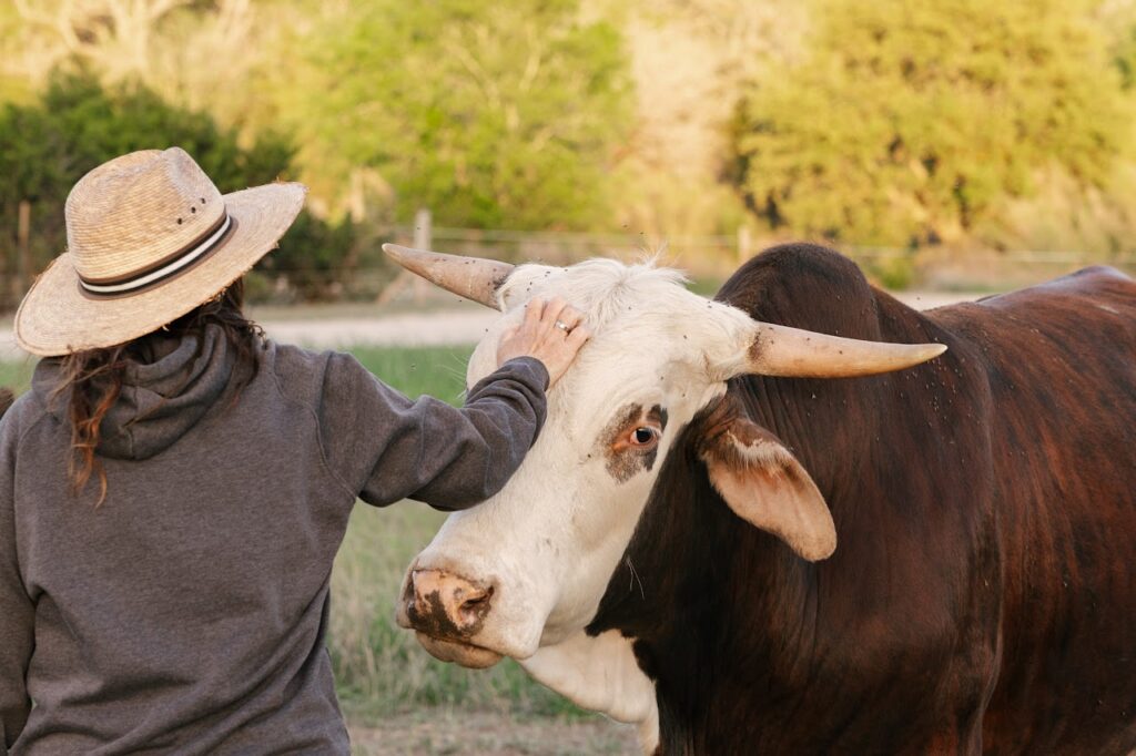 Engelhart and cow