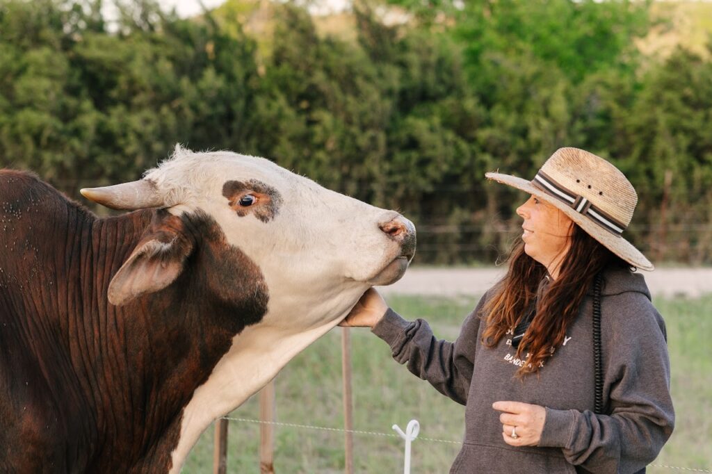 Engelhart and cow 