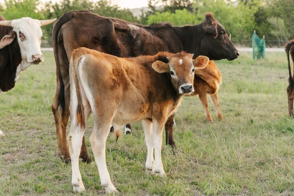 Engelhart's cows