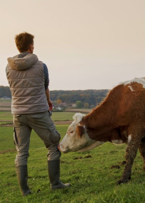Cow in field with rancher